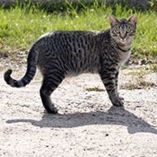 chat Mau égyptien